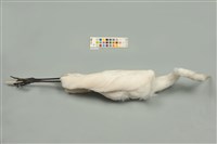 中白鷺藏品圖，第5張